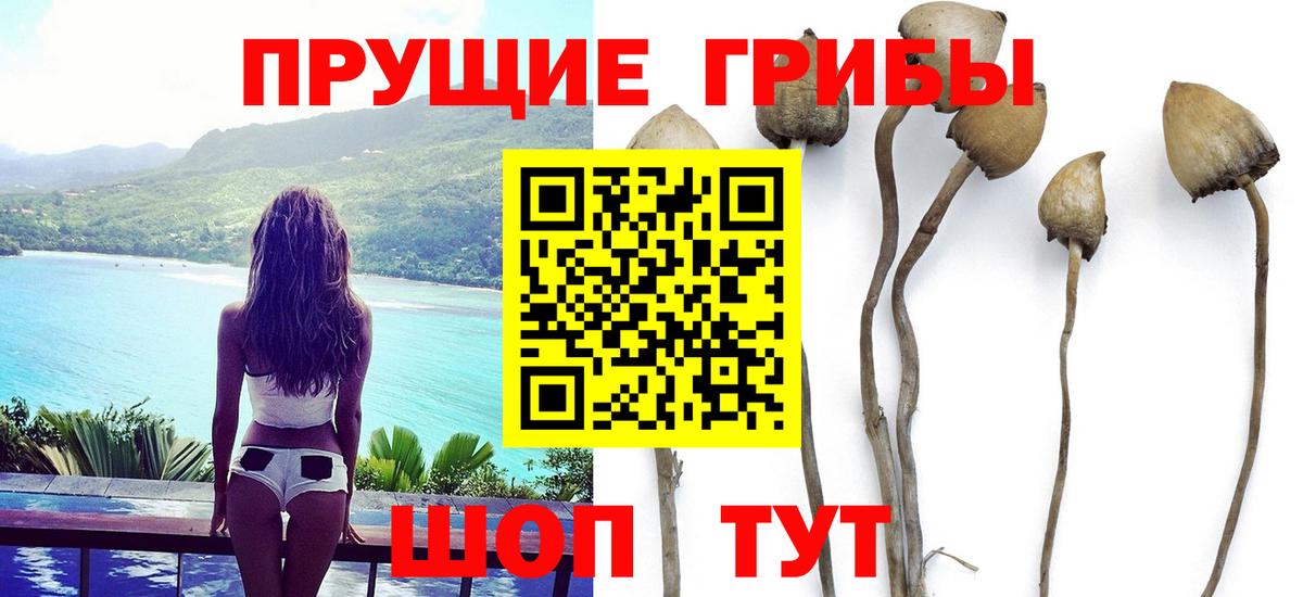 Галлюциногенные грибы прущие грибы Ставрополь